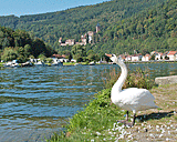 Ein Schwan vor Zwingenberg