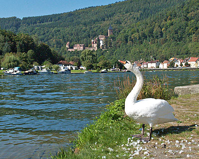 Ein Schwan vor Zwingenberg