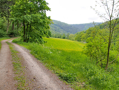 Radweg am Wald