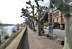 Radweg am Neckarufer