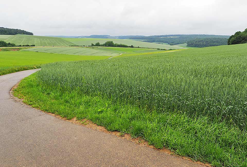 Radtour auf dem Odenwald-Madonnen-Radweg von Tauberbischofsheim bis Speyer