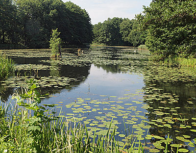 Schlaupe mit Seerosen