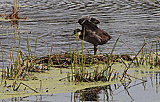 Vielfältige Vogelwelt