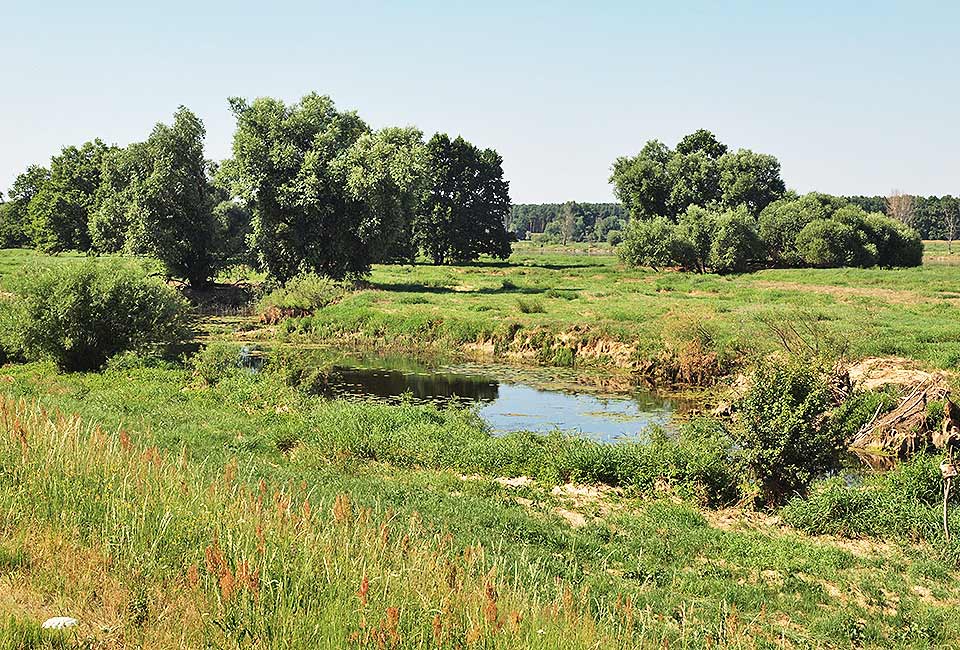 Feuchtgebiet an der Oder