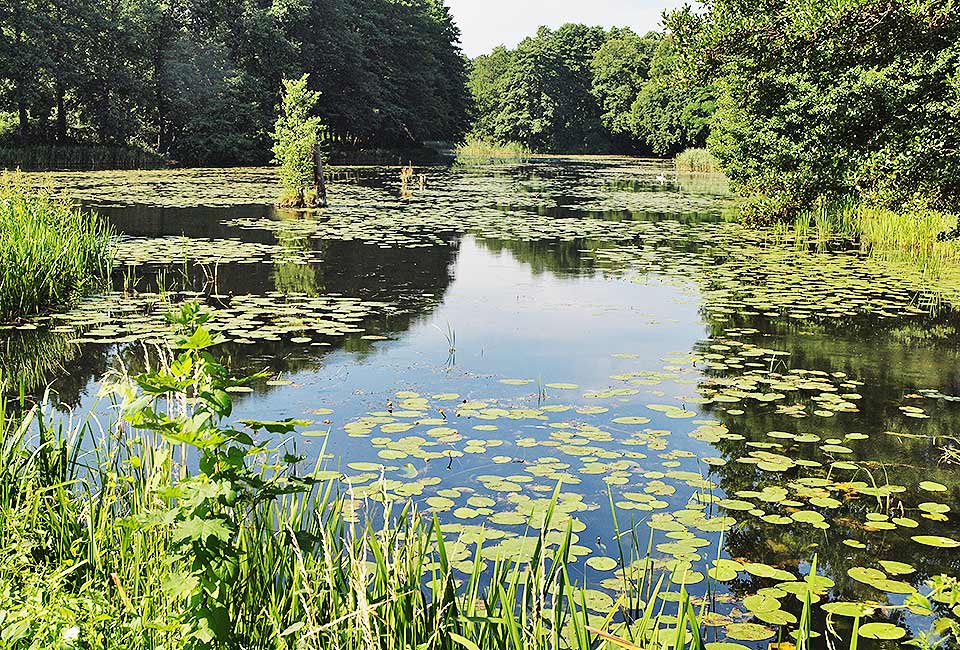 Schlaube mit Seerosen