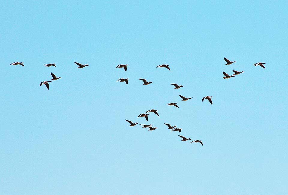 Formation der Gänse