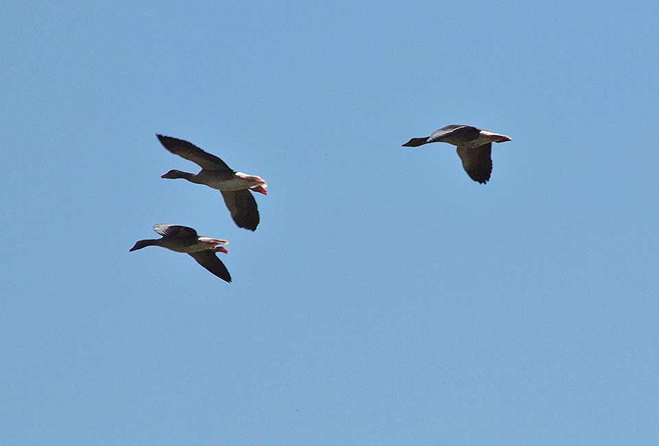 Formation der Gänse