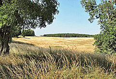 Ausblick auf die Felder