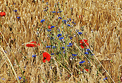 Blüten in den Feldern