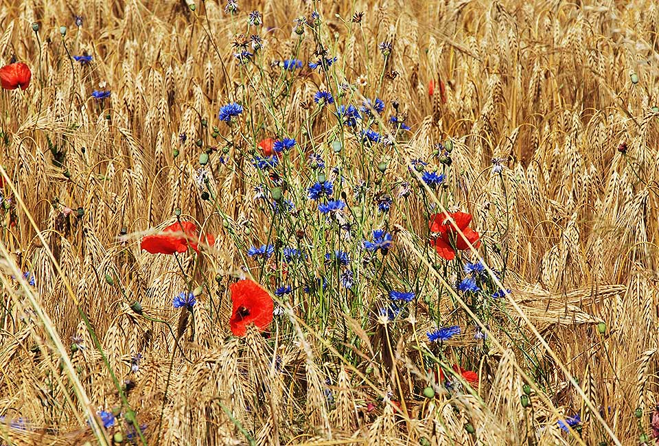 Blüten in den Feldern