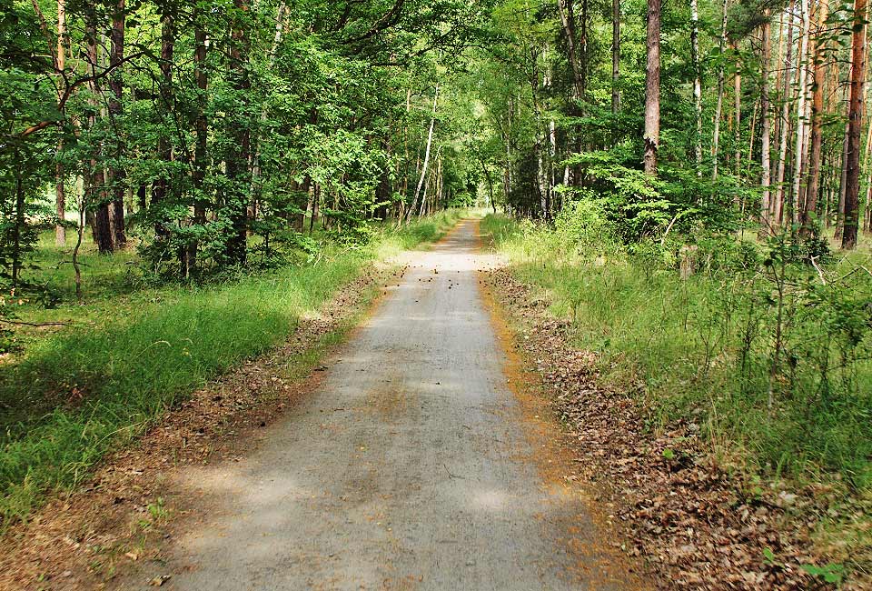 Radweg durch den Wald
