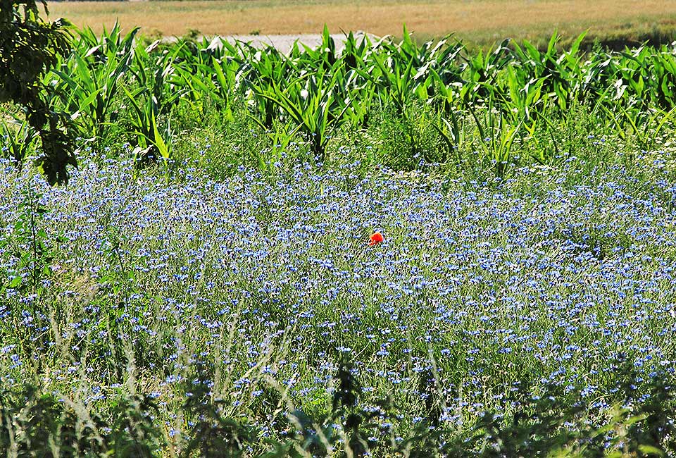 Rittersporn im Getreide Rittersporn im Getreide