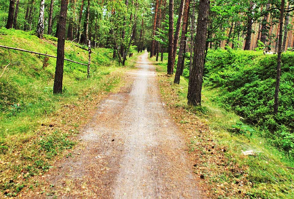 Waldweg nach Rieth Waldweg nach Rieth