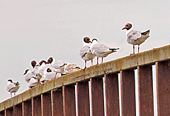 Vögel auf einer Brücke