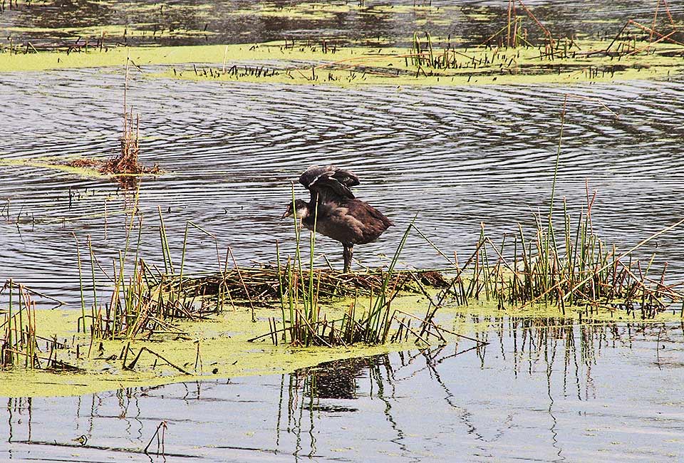 Vielfältige Vogelwelt