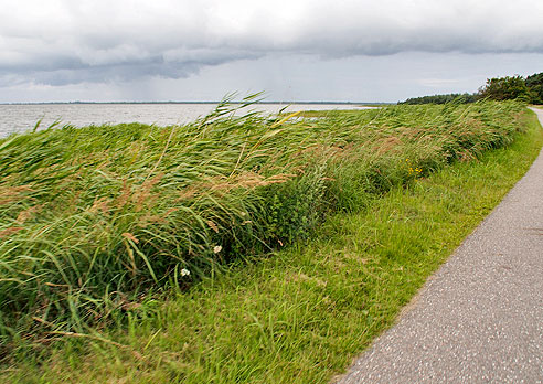 Radweg am Schilf