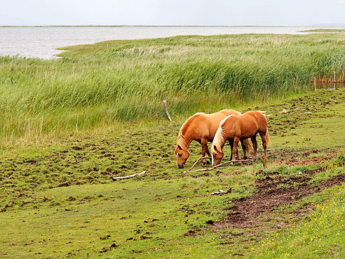 Pferdekoppel am Bodden