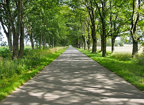 Allee bei Ludwigsburg