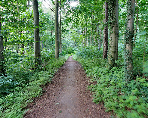 Waldweg vor Wolgast