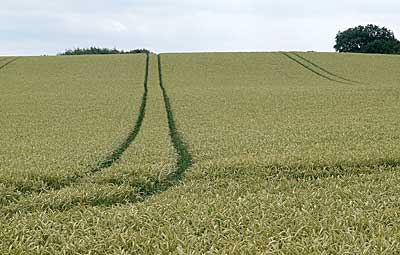 Ostseeküstenradweg:Riesige Felder