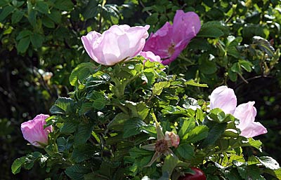 Ostseeküstenradweg: Heckenrosen säumen den Weg