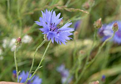 Ostseeküstenradweg: Kornblumen färben die Getreidefelder