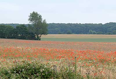 Ostseeküstenradweg: Klatschmohn in den Feldern