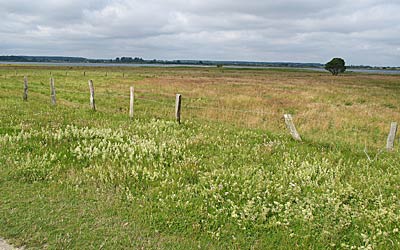 Ostseeküstenradweg: Naturschutzgebiet Schwansener See