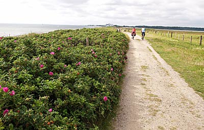 Ostseeküstenradweg: Entlang der Rosen