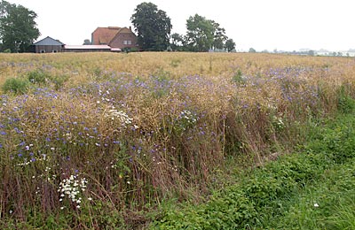 Ostseeküstenradweg: Die Felder sind farbenprächtig
