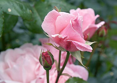 Ostseeküstenradweg: Rosen, Rosen, Rosen