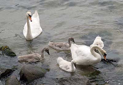 Ostseeküstenradweg: Schwäne in der Ostsee