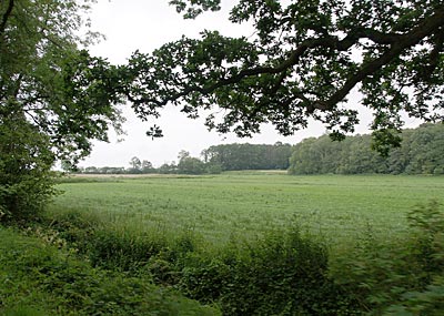 Ostseeküstenradweg: Herrliche Waldetappe zum Meer