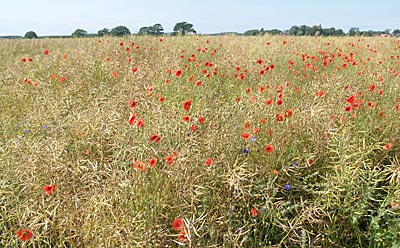 Ostseeküstenradweg: Klatschmohn in den Feldern