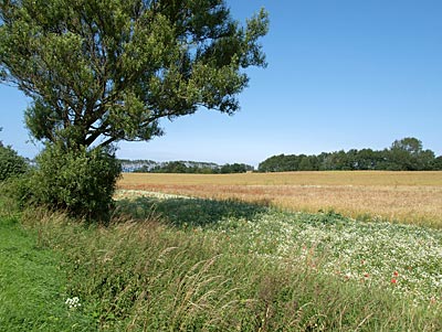 Ostseeküstenradweg: Landschaft vor Heiligenhafen