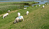 Wiesenweg im Naturschutzgebiet