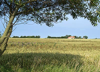 Ostseeküstenradweg:  Flache Landschaft auf Fehmarn