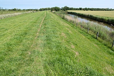 Ostseeküstenradweg: Wiesenweg im Naturschutzgebiet