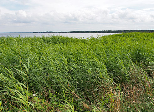 Schilfgebiete am Boddenufer