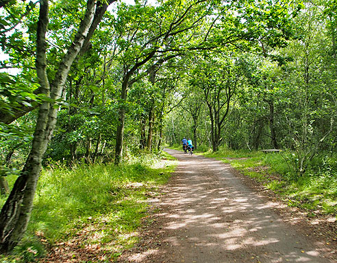 Lichter Wald