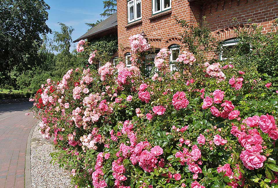 Rosengarten in Steinbergholz