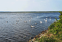 Schwäne im Wasserarm