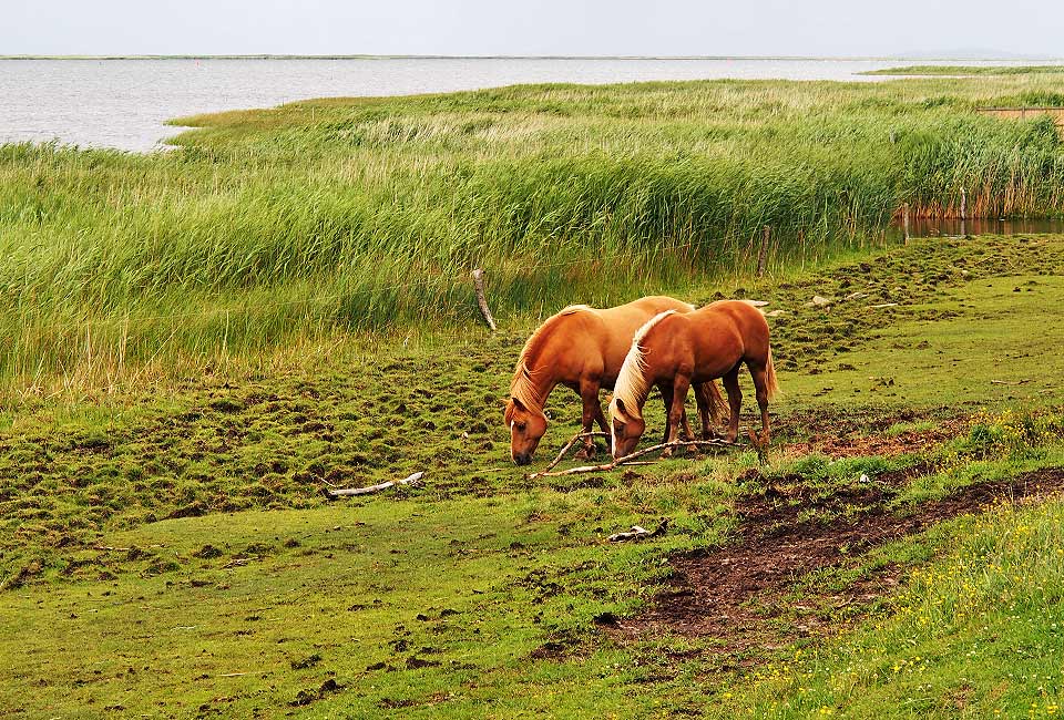 Pferdekoppel am Bodden