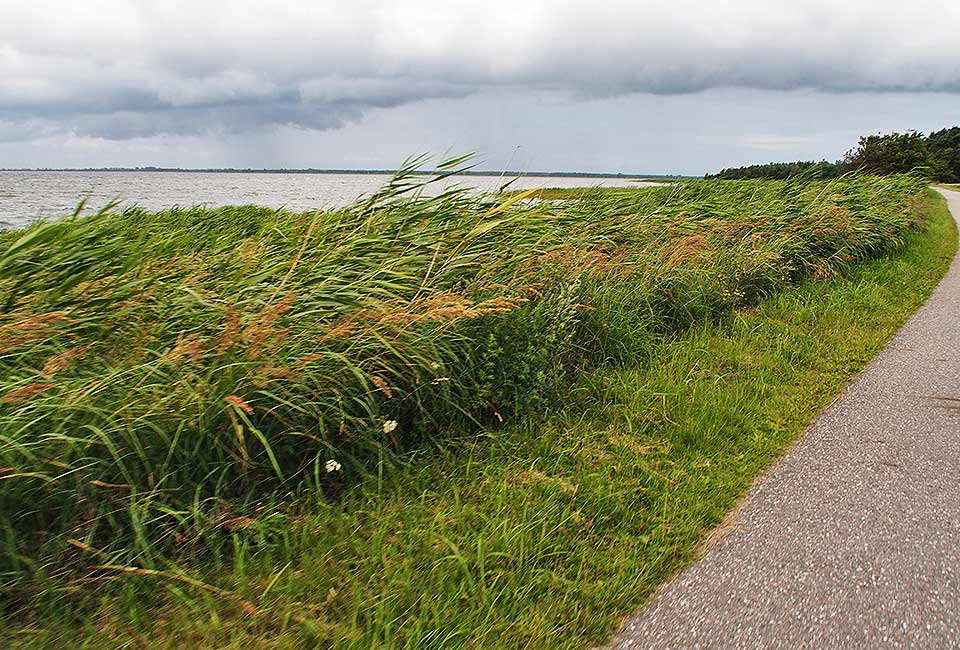 Radweg am Schilf