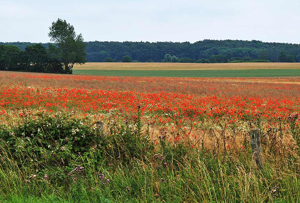 Klatschmohn in den Feldern