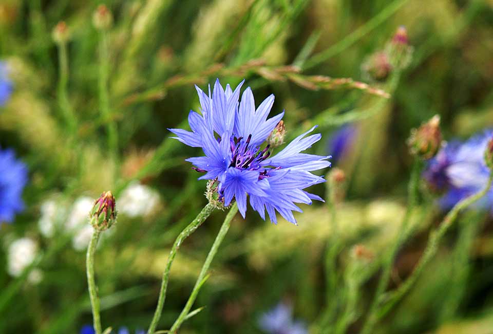 Kornblumen färben die Getreidefelder