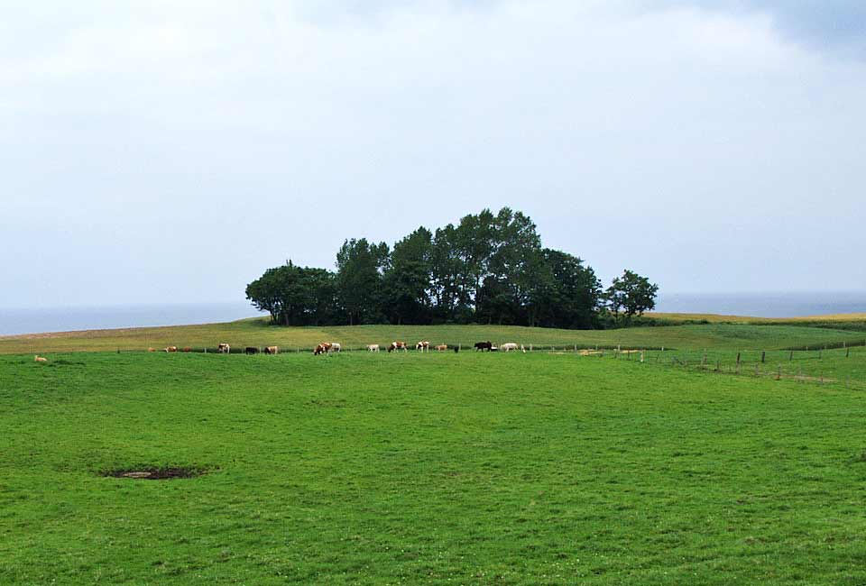 Kühe vor Wald und Meer