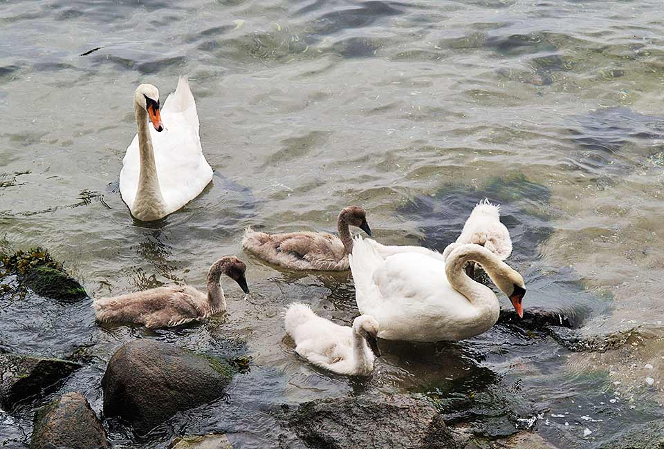 Schwäne in der Ostsee