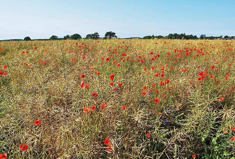 Klatschmohn in den Feldern: