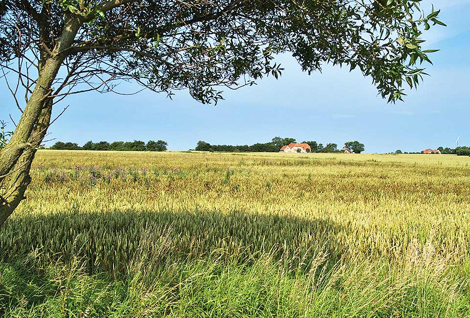 Flache Landschaft auf Fehmarn